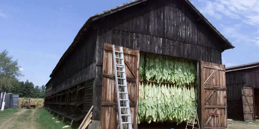 Pictured is a tobacco drying barn